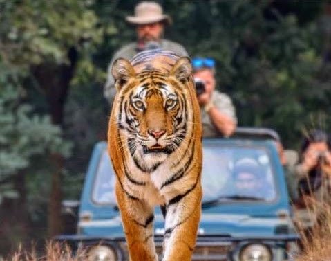 A tigress walking toward the camera ahead of our jeep and crew in India
